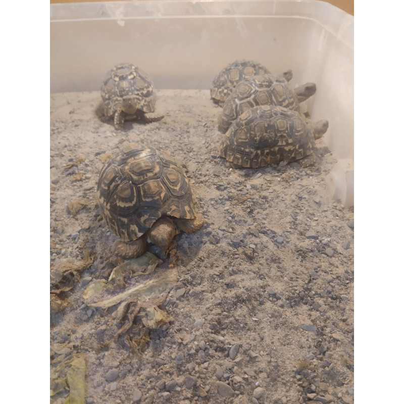 Tortuga Pardalis Leopardo