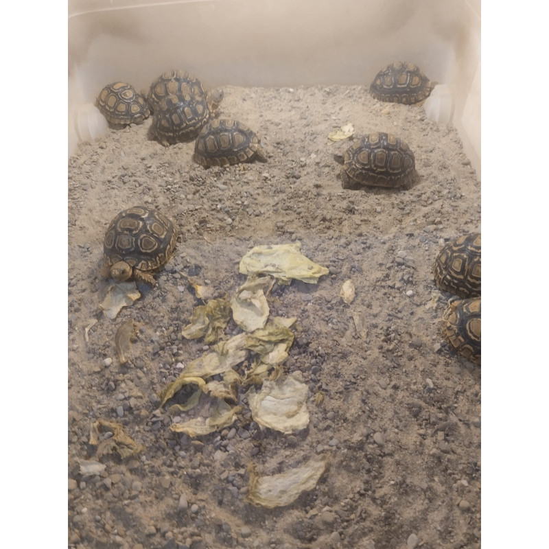 Tortuga Sulcata