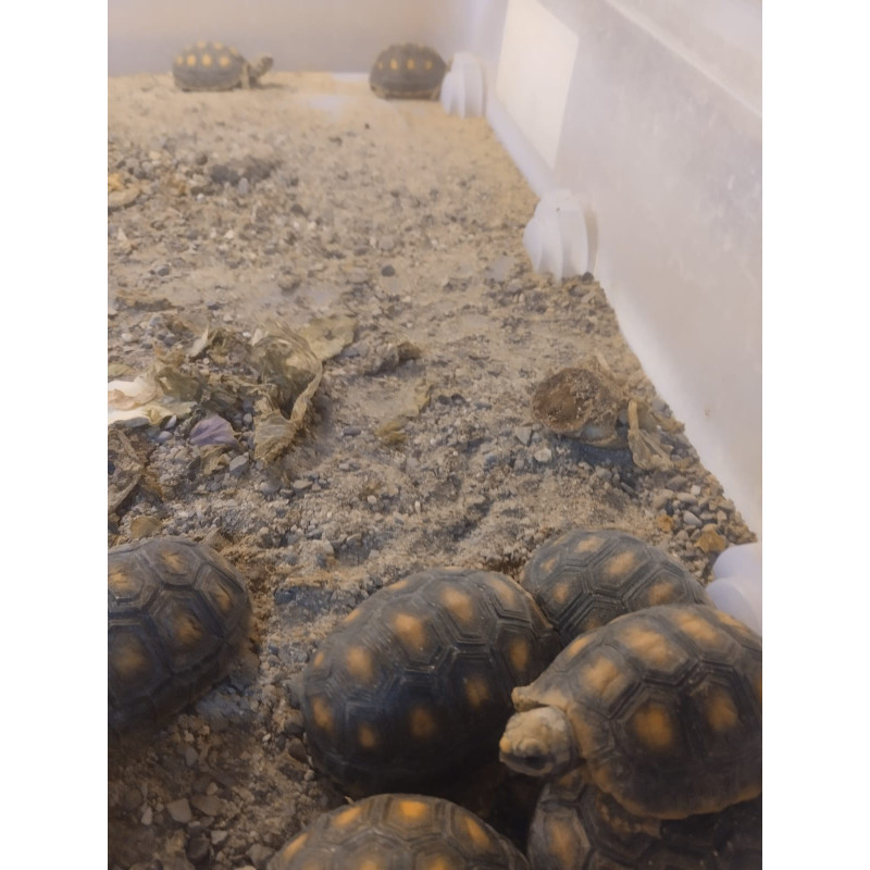 Tortuga Carbonaria