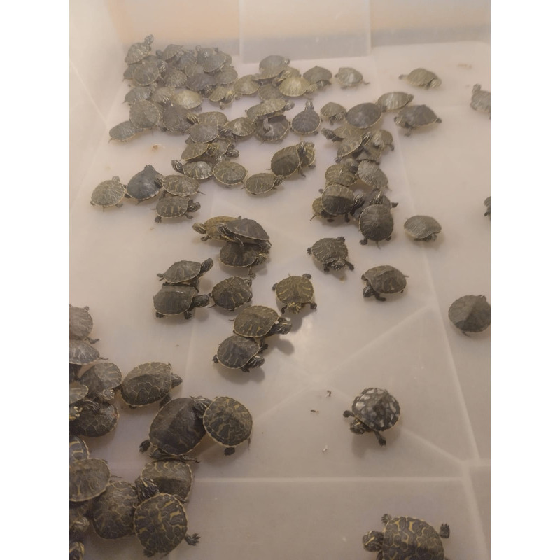 Tortugas de agua babys