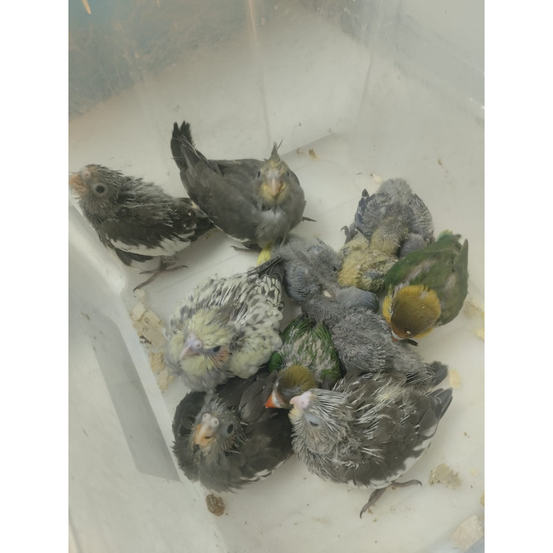 Papilleros de Agapornis