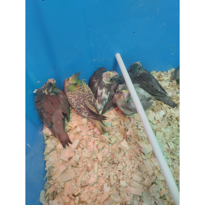 Papilleros de Ninfas