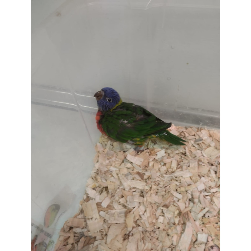Papilleros de Loro Arcoiris