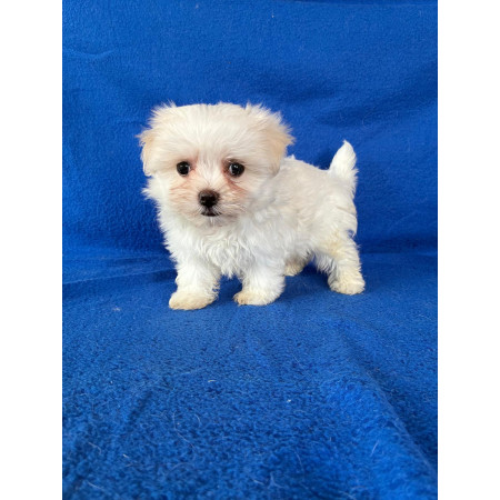 Bichón Maltés hembra.