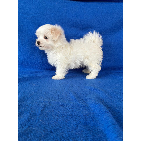 Bichón Maltés macho.