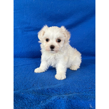 Bichón Maltés hembra.